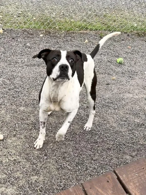 An adult large-sized male Boxer dog named Buddy for adoption in Morristown, TN