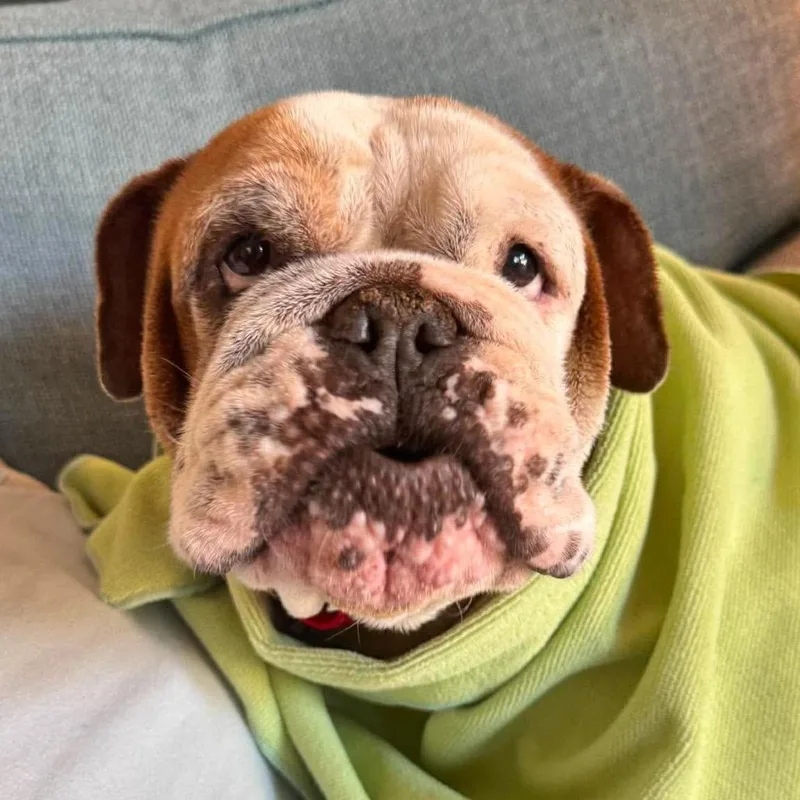An adult medium-sized female Brown / Chocolate English Bulldog dog named Cheryl for adoption in Pearland, TX