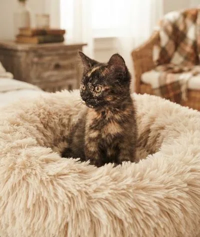 A baby medium-sized female Tortoiseshell Domestic Short Hair cat named Jasmine Tea for adoption in Mokena, IL