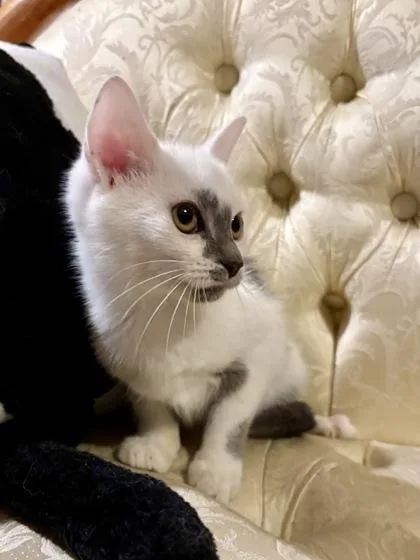 A baby small-sized male Domestic Short Hair cat named Possom for adoption in Wilkesboro, NC