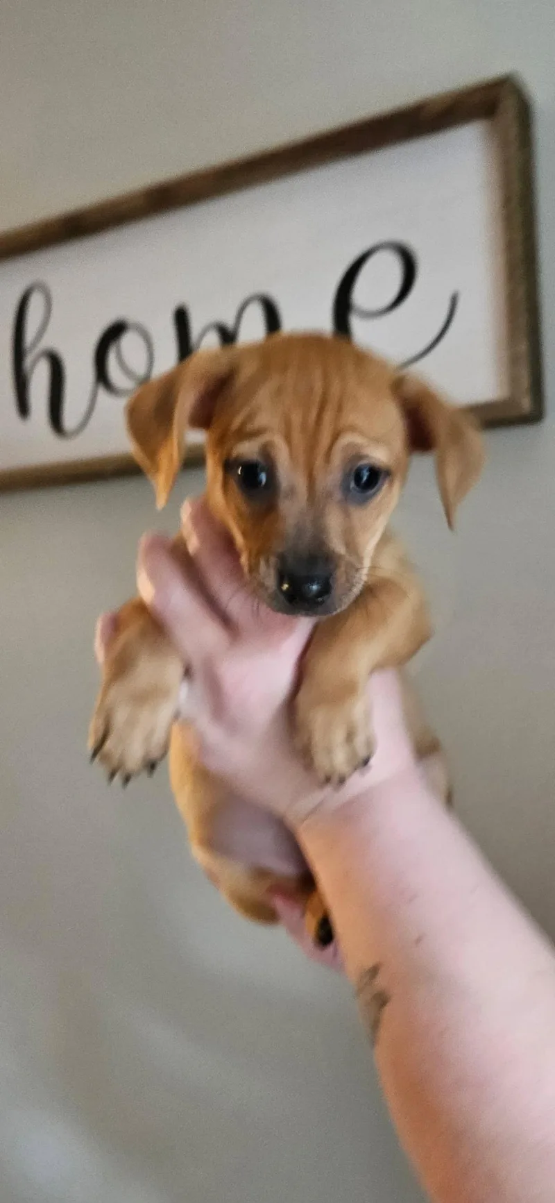 A baby small-sized male Chihuahua dog named Ryle for adoption in Tampa, FL