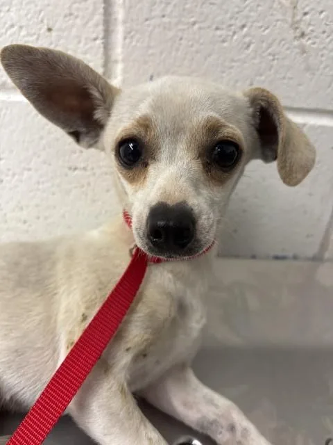 Daphne