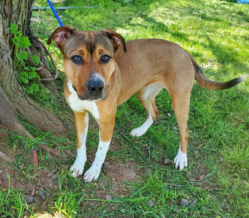 A young medium-sized female Brown / Chocolate Shepherd dog named Jessie for adoption in Jersey city, NJ