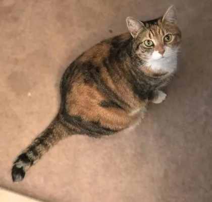 An adult large-sized female Domestic Short Hair cat named Autumn for adoption in Fairfax, VA