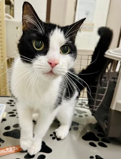 A senior medium-sized male Domestic Short Hair cat named Hooker for adoption in Derwood, MD