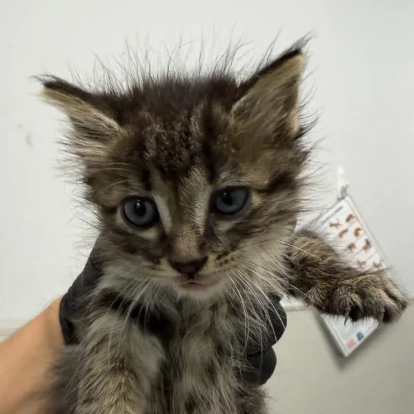 A baby small-sized female Domestic Long Hair cat named Mriya for adoption in Oceanside, CA