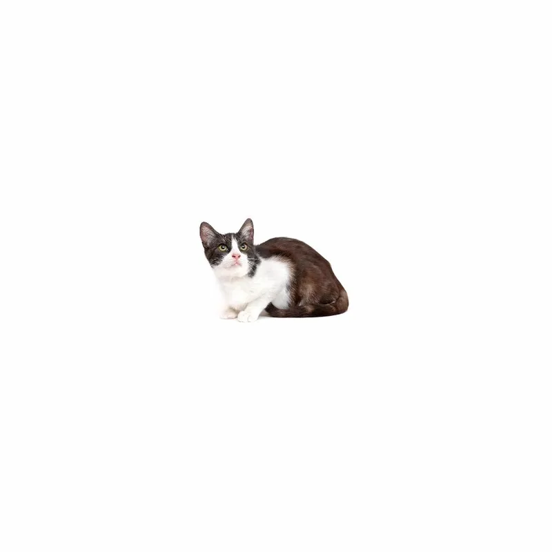 A baby medium-sized male Brown / Chocolate Domestic Short Hair cat named Mr. Fox for adoption in Playa Vista, CA