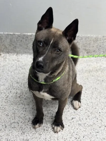 An adult medium-sized female Mixed Breed dog named Athena for adoption in Atlanta, GA