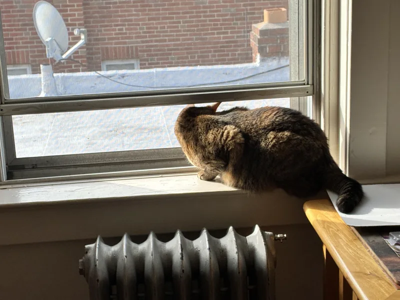 An adult medium-sized female Tabby (Brown / Chocolate) Domestic Short Hair cat named Carmen for adoption in Philadelphia, PA