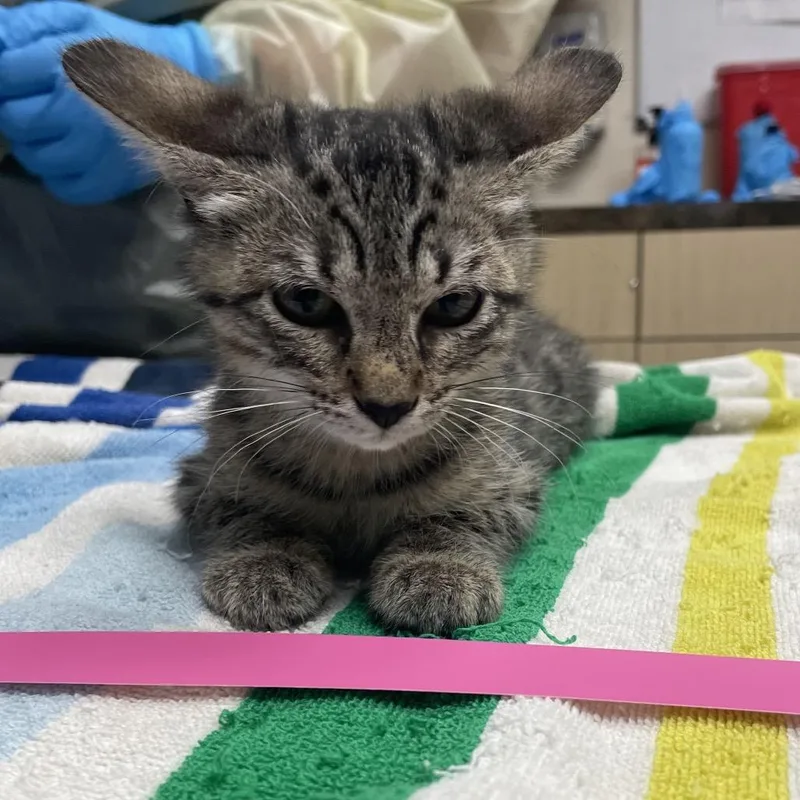 A baby small-sized female Brown / Chocolate Domestic Short Hair cat named Padme for adoption in Lakeland, FL