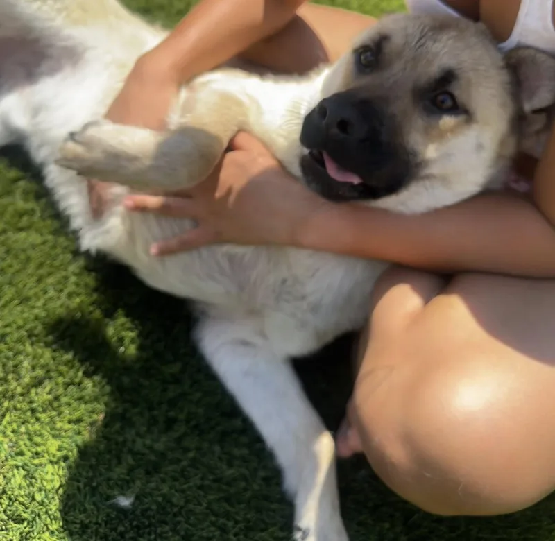 A young medium-sized male Yellow / Tan / Blond / Fawn Shepherd dog named Edward for adoption in Thousand Oaks, CA