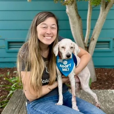A senior small-sized male White / Cream Standard Poodle dog named Boots for adoption in Pacific Grove, CA