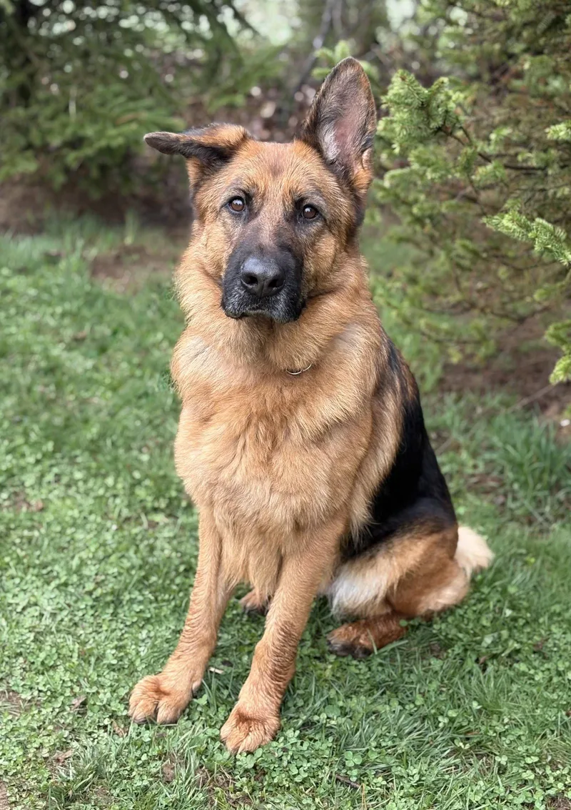 An adult medium-sized female German Shepherd Dog dog named Sierra for adoption in Spring Lake, NJ