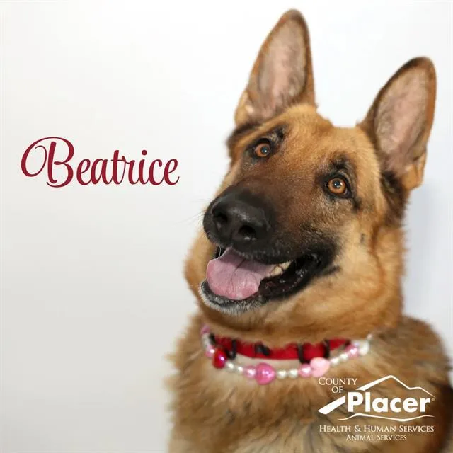 Beatrice Crumpetbottom