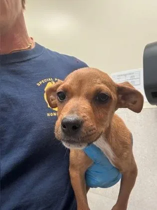 A baby small-sized male Terrier dog named Joey for adoption in Honolulu, HI