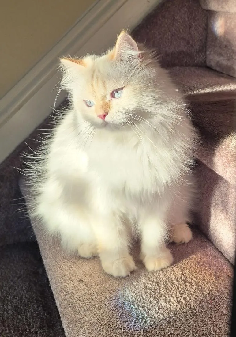 An adult medium-sized female Cream / Ivory Persian cat named Lina for adoption in Allentown, NJ