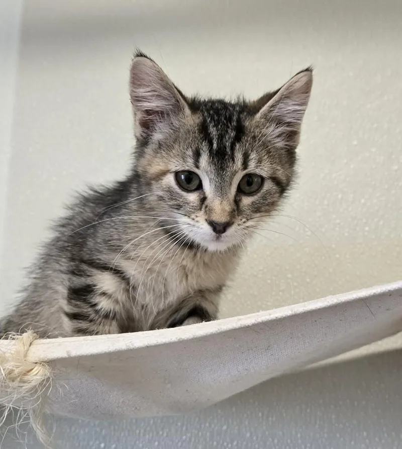 Kiki