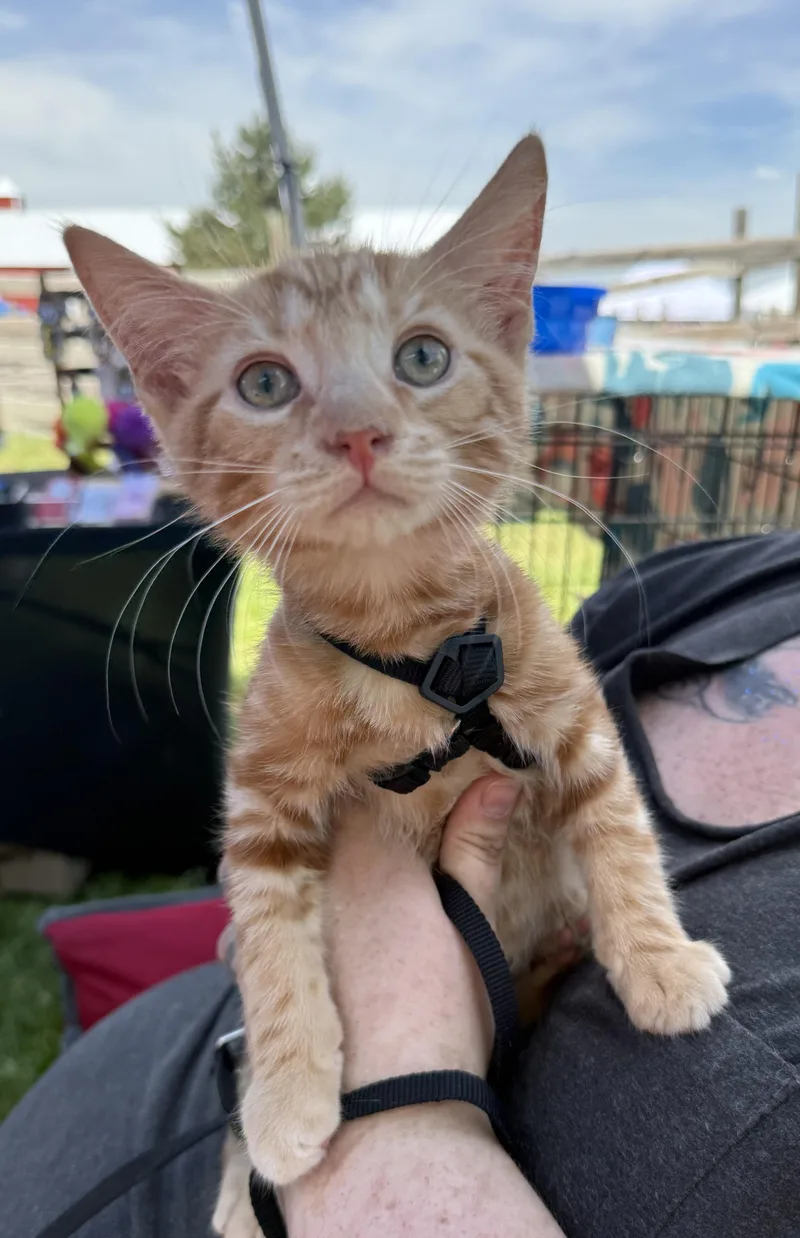 A baby medium-sized male Orange / Red Domestic Short Hair cat named Dorato for adoption in Lemont, IL