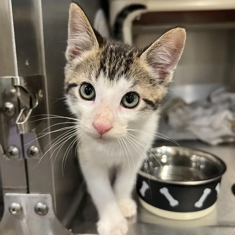 A baby medium-sized male Domestic Short Hair cat named Gusgus for adoption in Lincoln, CA