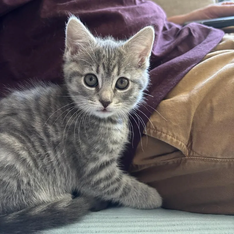 A baby small-sized female Gray / Blue / Silver American Shorthair cat named Ash for adoption in Pittsburgh, PA