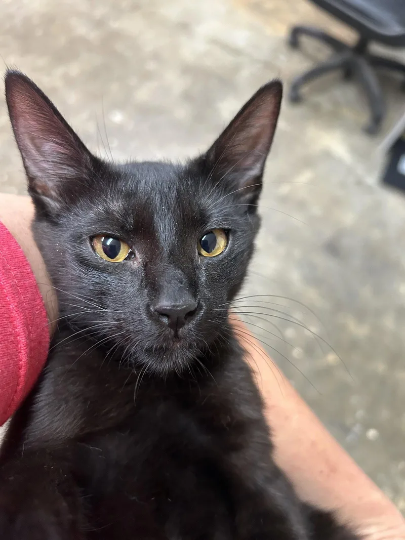 Gumbo