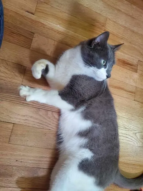 An adult medium-sized male Domestic Short Hair cat named Mr. Arthur Valentine for adoption in Fulton, NY