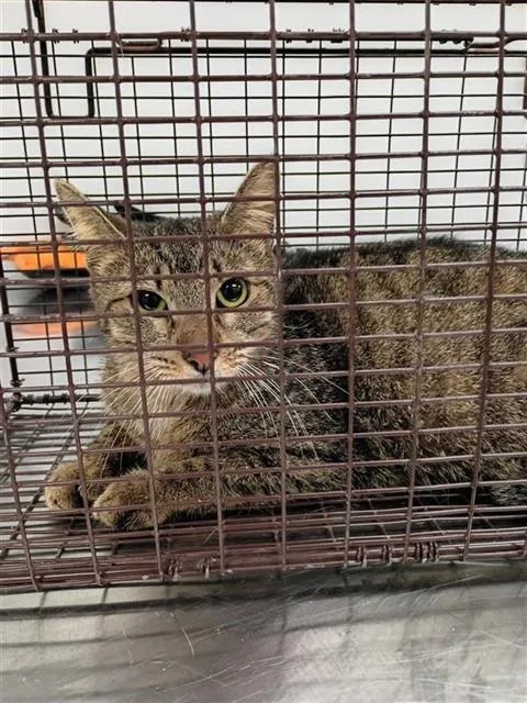 A young small-sized female Domestic Medium Hair cat named Popcorn for adoption in Corpus Christi, TX