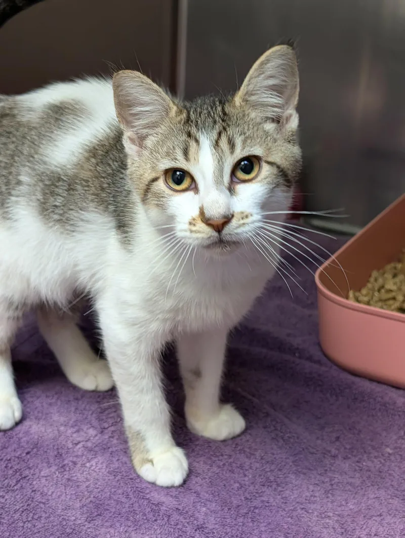 A baby medium-sized female Tabby (Tiger Striped) Domestic Short Hair cat named Covey for adoption in Chambersburg, PA