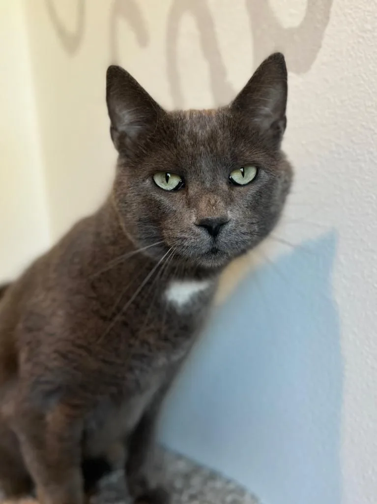 An adult medium-sized female Domestic Short Hair cat named Crabapple for adoption in Menomonie, WI