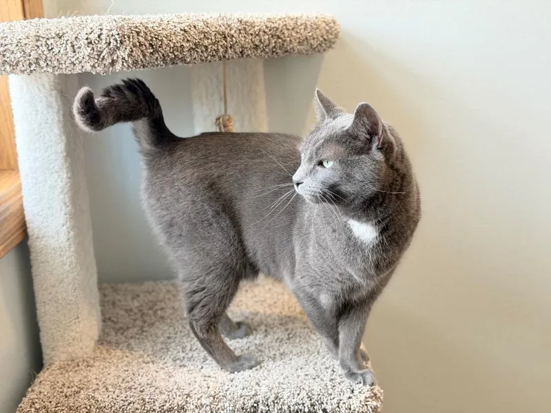 Crabapple thumbnail 2