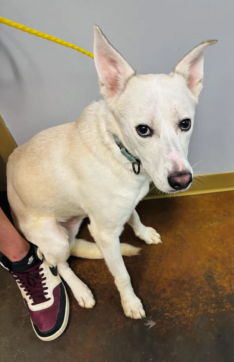An adult medium-sized male White / Cream Shepherd dog named Kip for adoption in Council Bluffs, IA