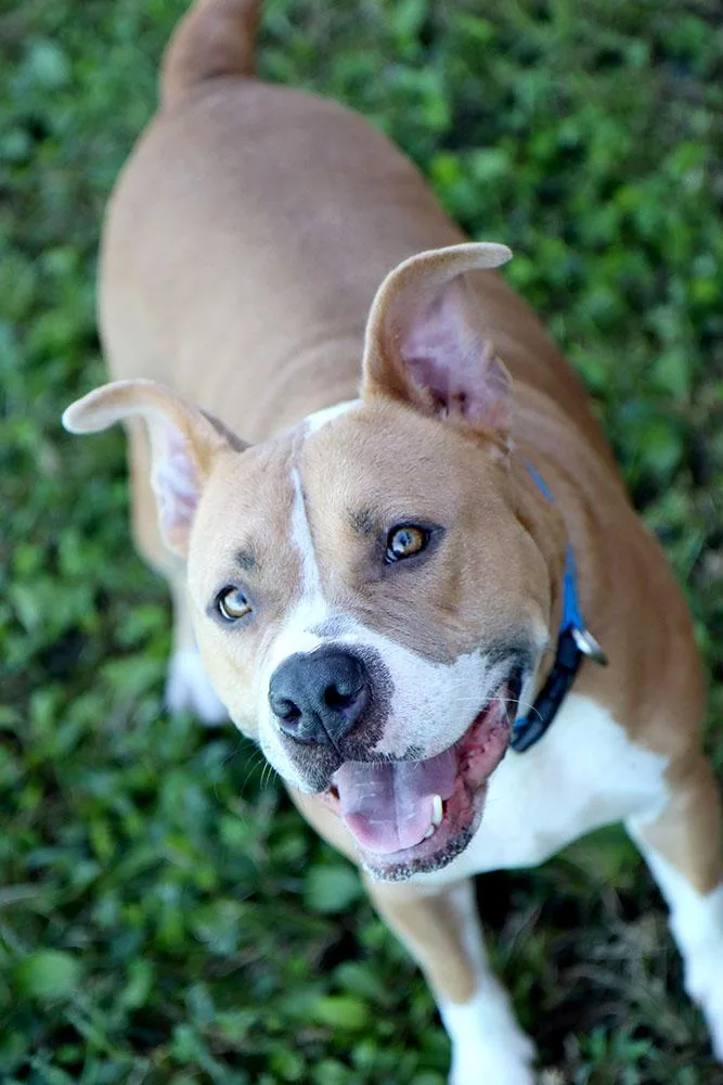 A young large-sized male Yellow / Tan / Blond / Fawn American Bulldog dog named Marcus for adoption in Kansas City, KS