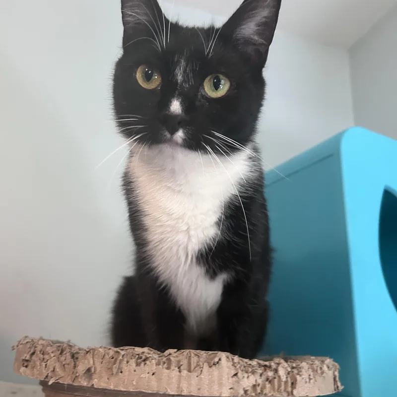 An adult medium-sized female Tuxedo cat named Analee for adoption in East Hartford , CT