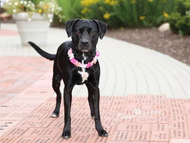 An adult medium-sized female Labrador Retriever dog named Goose for adoption in Omaha, NE