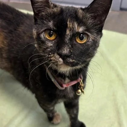 A young small-sized female Domestic Short Hair cat named Bear for adoption in Janesville, WI