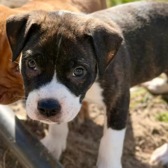 A baby small-sized male Brindle Mixed Breed dog named Luge for adoption in Gainesville, FL