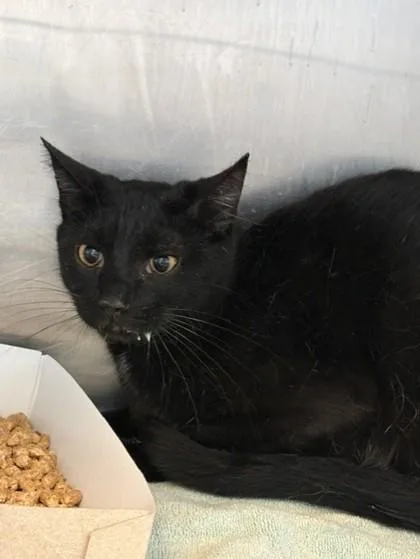 An adult small-sized female Black Domestic Short Hair cat named 58460959 for adoption in El Paso, TX