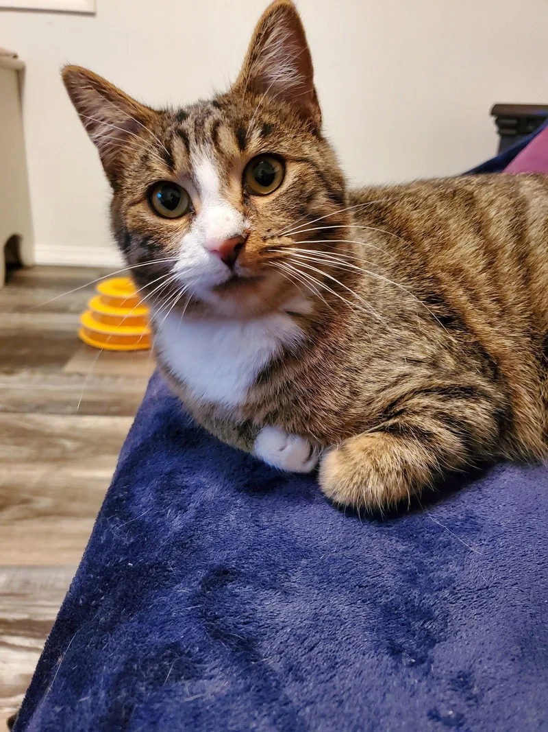 An adult medium-sized male Domestic Short Hair cat named Milo Bonded with for adoption in Camden, TN