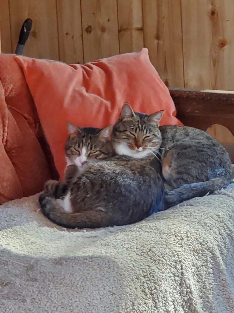 Milo  Bonded with thumbnail 2