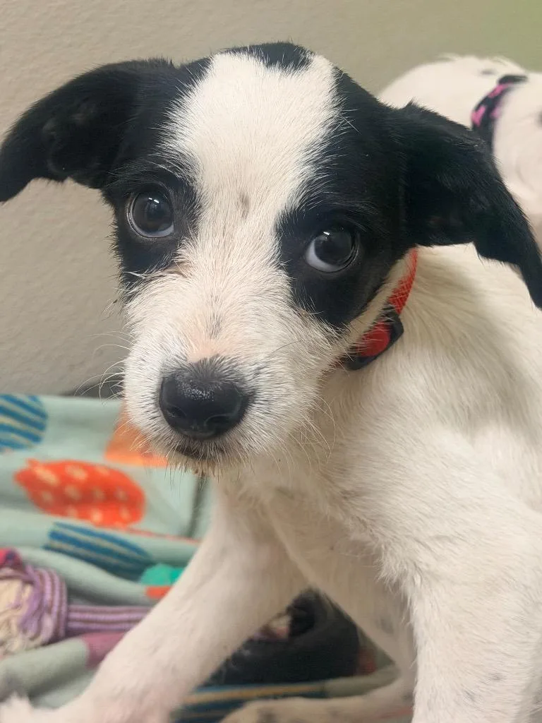 A baby small-sized female Terrier dog named Symphony for adoption in Neosho, MO