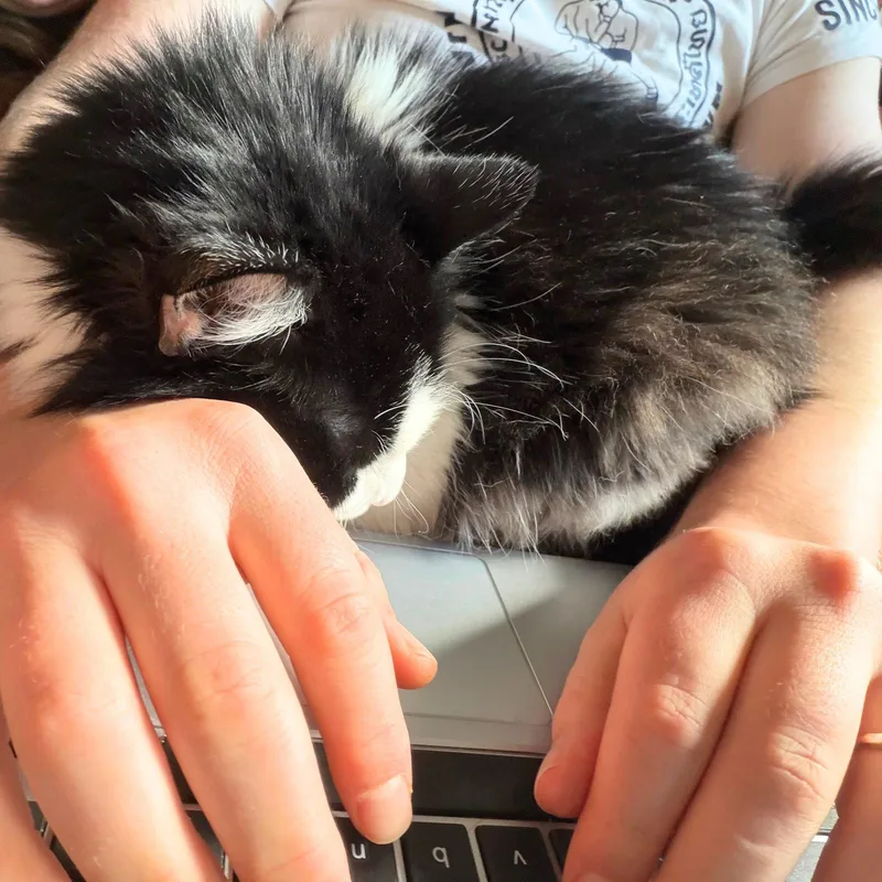 An adult medium-sized male Black & White / Tuxedo Domestic Long Hair cat named Bronson for adoption in Brooklyn, NY