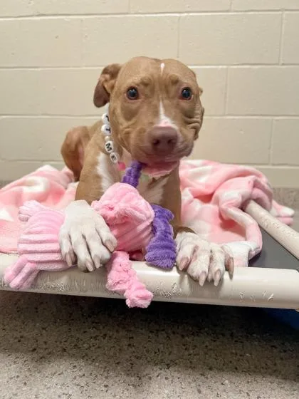 An adult medium-sized female Pit Bull Terrier dog named Pebbles for adoption in Fishers, IN