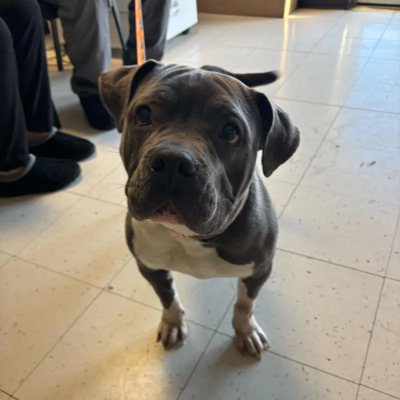 Makin Bacon Pancakes