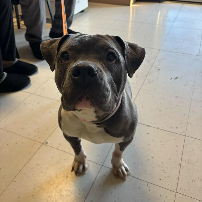 Makin Bacon Pancakes thumbnail 2