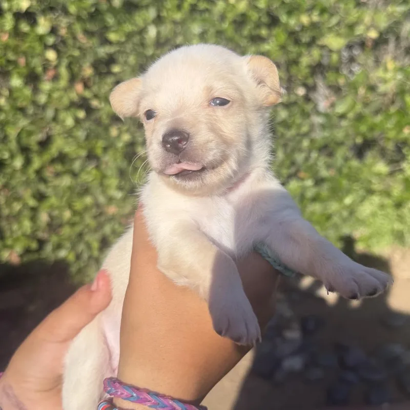 A baby small-sized female White / Cream Terrier dog named Sky for adoption in San Diego, CA