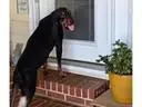 A young large-sized male Black and Tan Coonhound dog named Mario for adoption in Leawood, KS