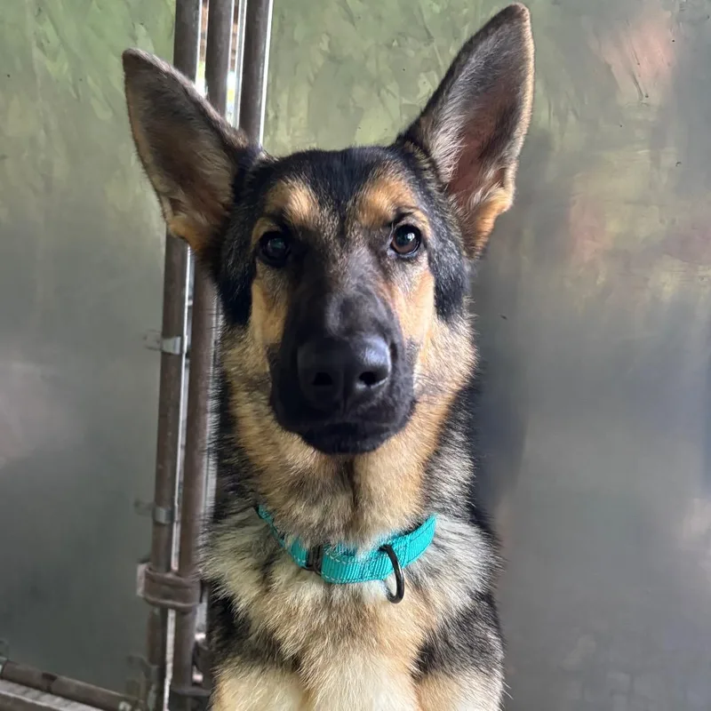 A young medium-sized female German Shepherd Dog dog named Luna for adoption in New Ringgold, PA