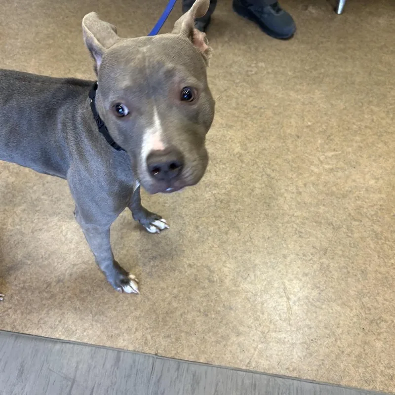 An adult medium-sized female Gray / Blue / Silver Pit Bull Terrier dog named McQueen for adoption in Palm Springs, CA