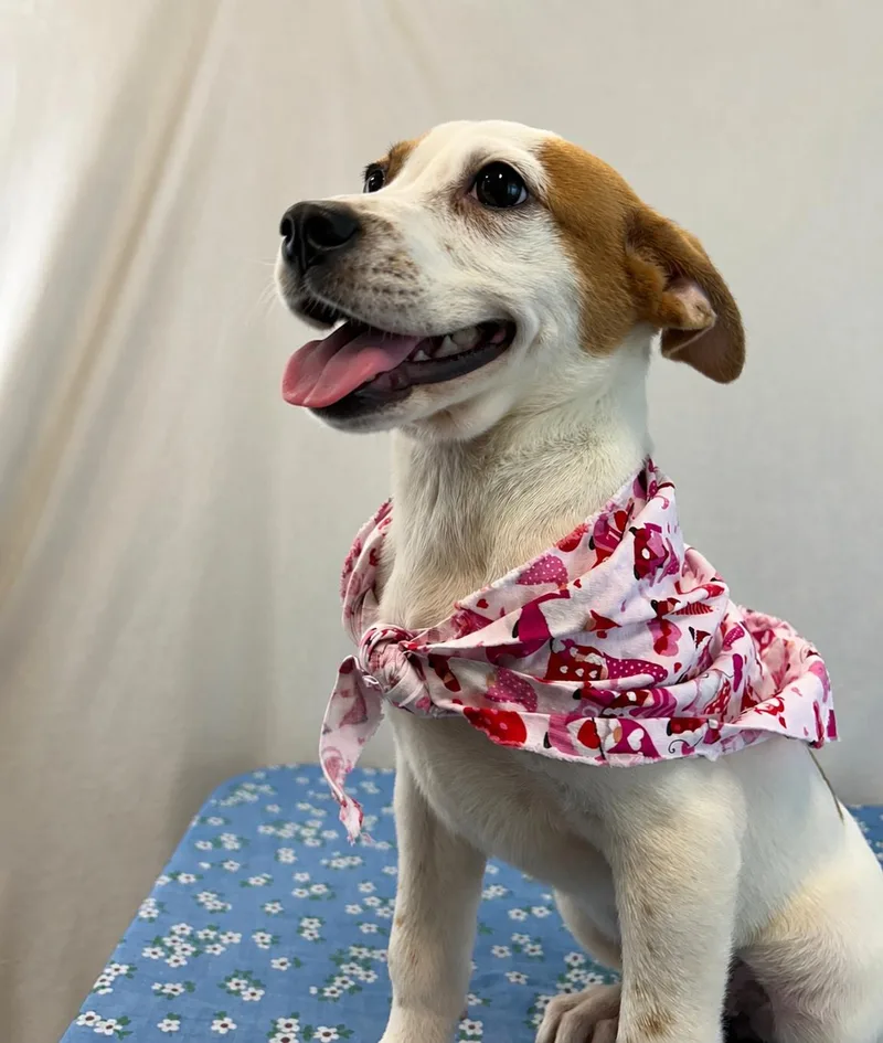 A baby medium-sized female Australian Shepherd dog named Blossom for adoption in Dallas, TX