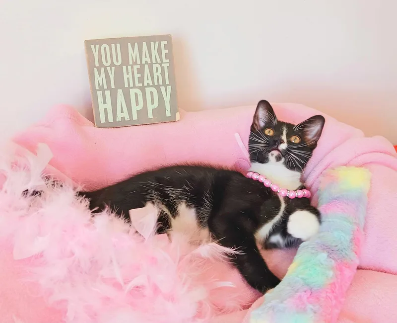 A baby small-sized female Black & White / Tuxedo Tuxedo cat named Professor Penelope Pawthorne for adoption in Miami, AZ